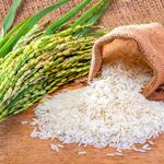 خرید توافقی برنج محلی در مازندران آغاز شد