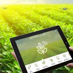 «هوش‌مصنوعی » و «اینترنت‌اشیا» دو بال فناورانه کشاورزی جهان