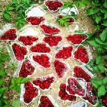 دومین سمپوزیوم ملی میوه های ریز در شهریور ۹۷