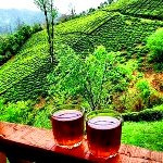 چای ایرانی ارگانیک ترین چای جهان