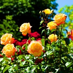 روشهای پرورش و مراقبت از گل رز