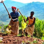  کشاورزی محرکه زنان روآندایی برای شکستن سنت‌ها