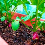کاشتن سبزیجات ارگانیک در باغچه خانه