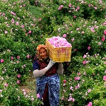 حرکت آهسته در مسیر تجاری سازی گل محمدی