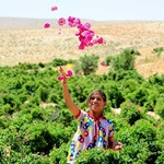 کشت ارگانیک گل‌محمدی در اراضی شیب‌دار دودانگه