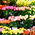 قیمت گل در ایران ۶ برابر هلند!