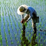 ممنوعیت کشت برنج در ۱۴ استان تصمیمی عجولانه بود
