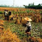 کشاورزان چینی در معرض خطر بیکاری
