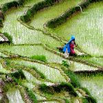 آلودگی دی اکسید کربن عامل کاهش ارزش غذایی برنج