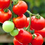 تاثیر گوجه فرنگی در سلامت قلب
