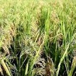 مبارزه بیولوژیک برای کنترل کرم ساقه خوار برنج