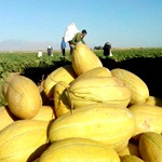 کشت محصولات ارگانیک در تربت جام افزایش یافت