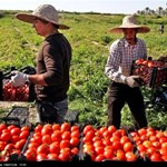 گوجه آذربایجان غربی خوراک کدام کشورها می‌شود؟