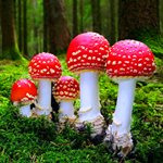 باورهای نادرست در مورد نحوه تشخیص قارچ های خوراکی و سمی