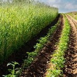 ایران چهل‌وسومین تولیدکننده ارگانیک/ دولت باید به کشاورزان ارگانیک یارانه بدهد
