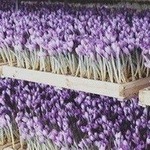 کاشت زعفران به روش ایروپونیک برای اولین بار در کاشمر