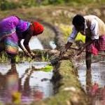 راه اندازی سامانه رصد بازار در هندوستان برای کشاورزان