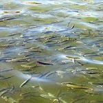 پرورش‌ ماهی در مخازن سدهای تامین آب آشامیدنی ممنوع است