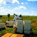 زنبورداری صنعتی رو به رشد در ایران گفتگو