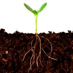 نیاز‌های بستر ریشه گیاه و اهمیت خاک‌ورزی مناسب