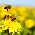 گیاهانی که می‌توانند زنبور ها را به باغچه ی شما بیاورند