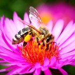 دانستنی هایی در مورد زنبور عسل