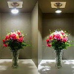 آیا لامپ های معمولی برای پرورش گل و گیاه مناسبند؟