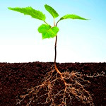 انواع سیستم ریشه ای گیاهان