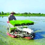 کشت مکانیزه برنج در ۲هزار هکتار از شالیزارهای آستارا