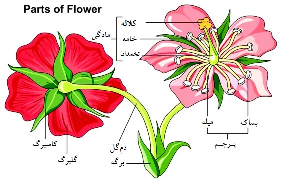 ریخت‌شناسی ساختمان گل، اجزا و انواع گل