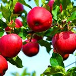 پیش‌بینی جذب ۱۴۰ هزار تن سیب آذربایجان غربی توسط صنایع تبدیلی