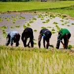 اجرای قانون ممنوعیت کشت برنج در اصفهان