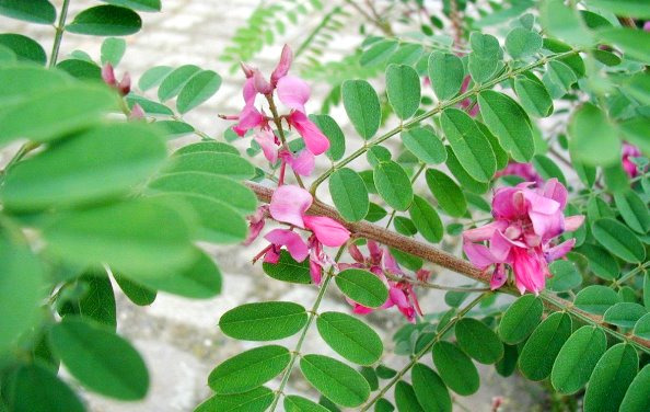نخستین برداشت گیاه نیل گل خوشه‌ای در سیستان‌و بلوچستان