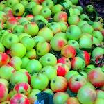 برداشت ۴هزار تن سیب تابستانه از باغ‌های نهاوند