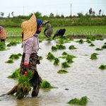 مخالفت محیط زیست مازندران با کشت دوم برنج