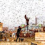 هجوم میلیون‌ها ملخ به پایتخت یمن