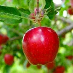 سیب مازندران زودتر از دماوند به بازار آمد