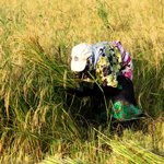 برداشت ۷۵ درصد برنج شالیزارهای گیلان