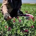 کشت گیاهان دارویی از اولویت‌های اصلی وزارت جهاد کشاورزی