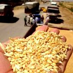 کشاورزان سه میلیون تن گندم انبار کرده‌اند