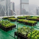 کشاورزی شهری، راهکاری مؤثر برای توسعه فضای سبز مفید