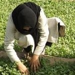 زنان کردستان، صاحب مقام اول استانداردسازی محصولات کشاورزی