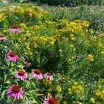 ایجاد کلکسیون گیاهان دارویی در دانشگاه تبریز