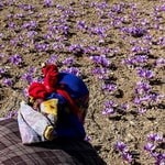 راه‌اندازی بازار زعفران ارگانیک در اروپا