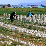 هشدار جهاد کشاورزی به پیاز کاران جنوب کرمان