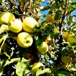 تولید ۱۲۰ هزار تن سیب در کهگیلویه و بویراحمد