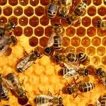 پیش‌بینی تولید ۴۰۰۰ تن عسل در همدان