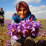نود درصد زعفران جهان در ایران تولید می‌شود