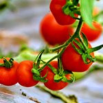 سهم ۶ درصدی گوجه فرنگی گلخانه‌ای در تولید