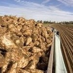 تولید ۴۱۹ هزار تن "چغندرقند بهاره" در مزارع کرمانشاه